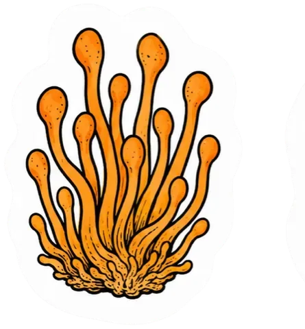 Cordyceps