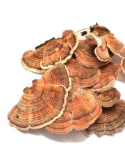 Turkey Tail