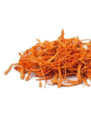 Cordyceps