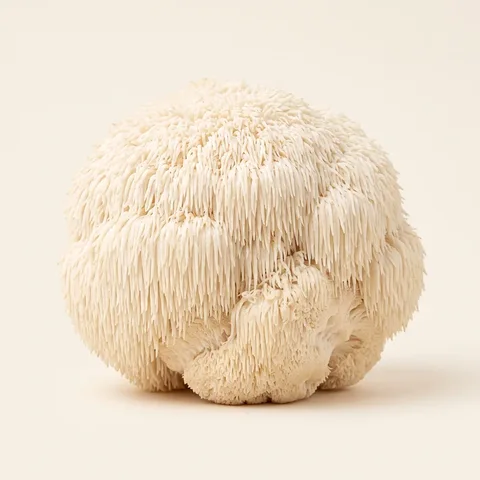 Lion's Mane
