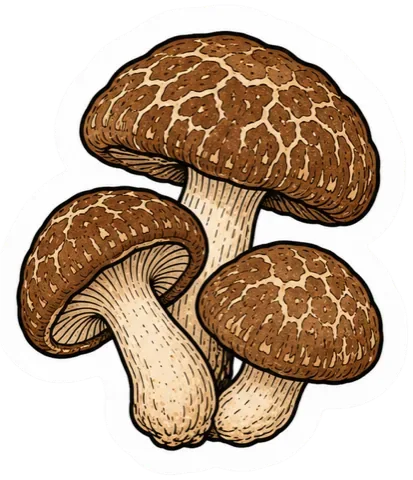 Shiitake
