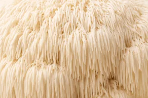 Lion's Mane mushroom