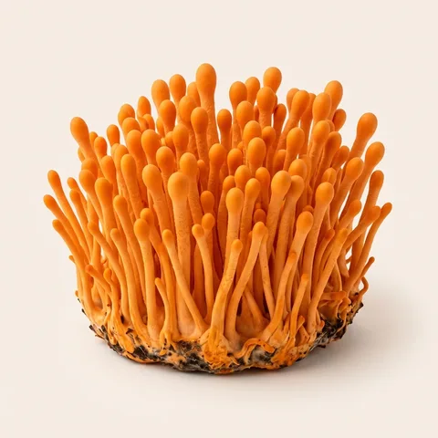 Cordyceps