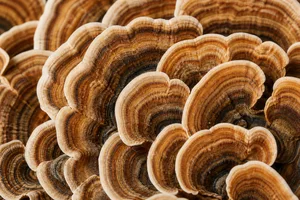 Turkey Tail mushroom
