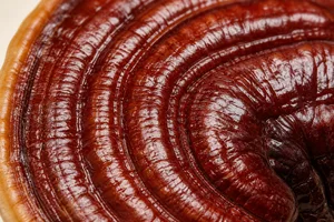 Reishi mushroom