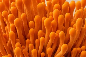 Cordyceps mushroom