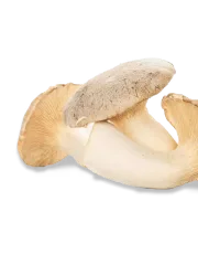 King Trumpet