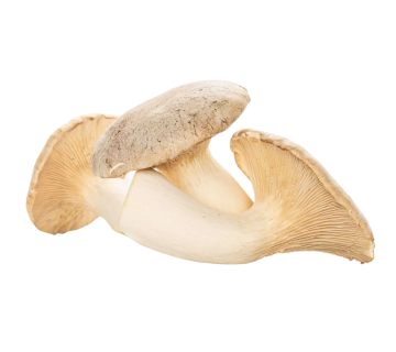 King Trumpet mushrooms