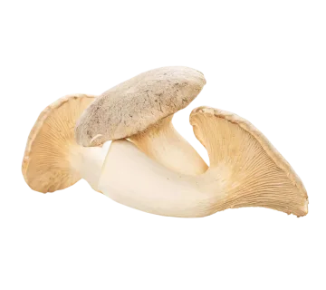 King Trumpet mushroom