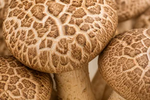Shiitake mushroom