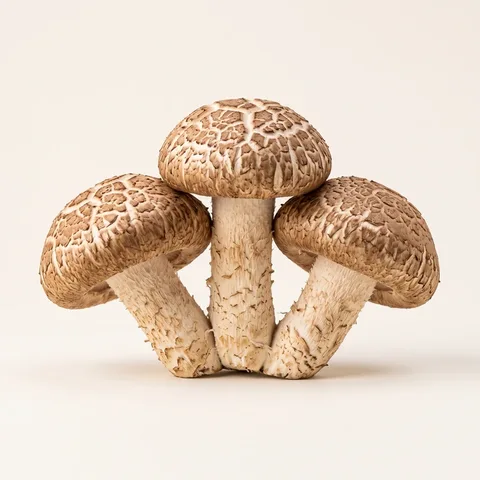 Shiitake