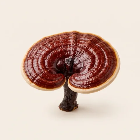 Reishi