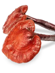 Reishi