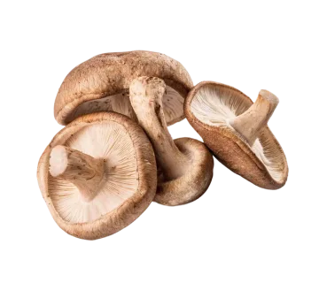 Shiitake mushroom