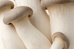 King Trumpet mushroom