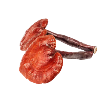 Reishi mushrooms