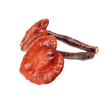 Reishi mushroom