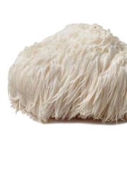Lion's Mane