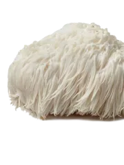 Lion's Mane