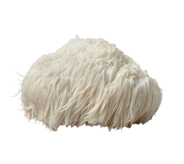 Lion's Mane mushroom