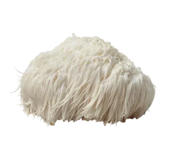 Lion's Mane mushroom