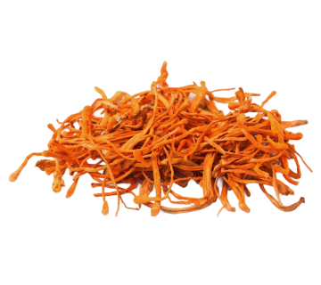 Cordyceps mushrooms