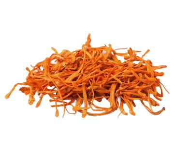 Cordyceps mushroom