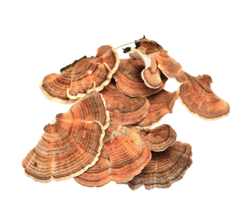 Turkey Tail mushrooms