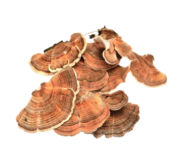 Turkey Tail mushroom
